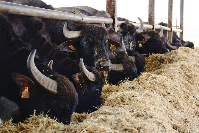 pompeii-sorrento-mozzarella-making-private-tour