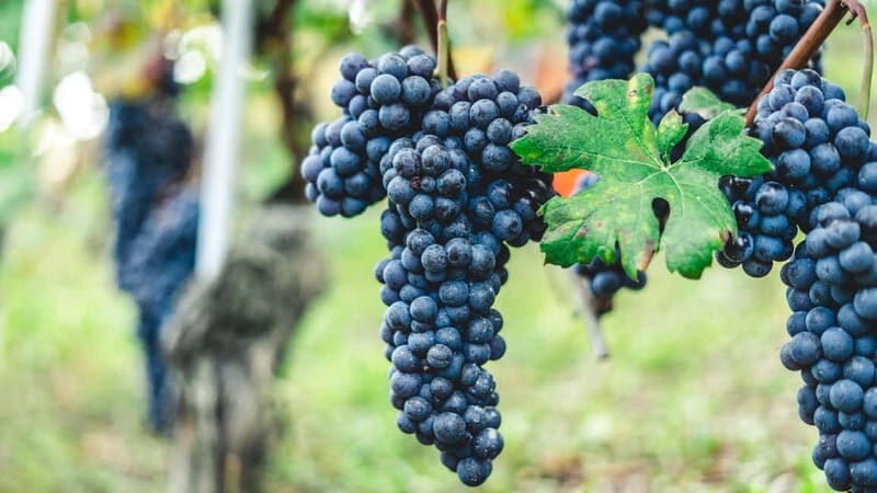 Pompeii Tour & Lunch with Wine Tasting Experience - Key Points