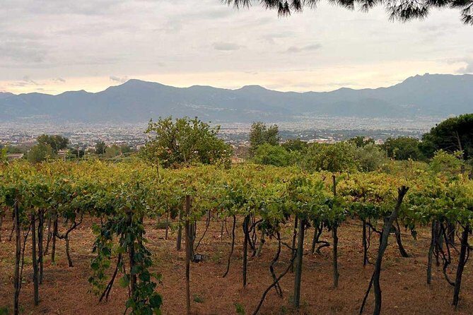 Pompeii & Vesuvius with Lunch & Wine Tasting from Positano - Pricing and Value for Money