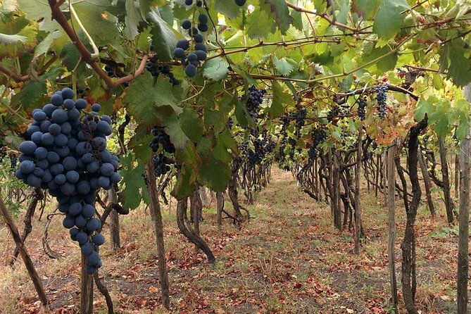 pompeii-vesuvius-with-wine-tasting-from-the-coast