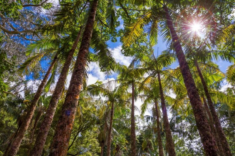 ponta-delgada-full-day-van-tour-to-furnas-valley