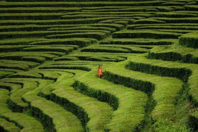 ponta-delgada-full-day-van-tour-to-furnas-valley