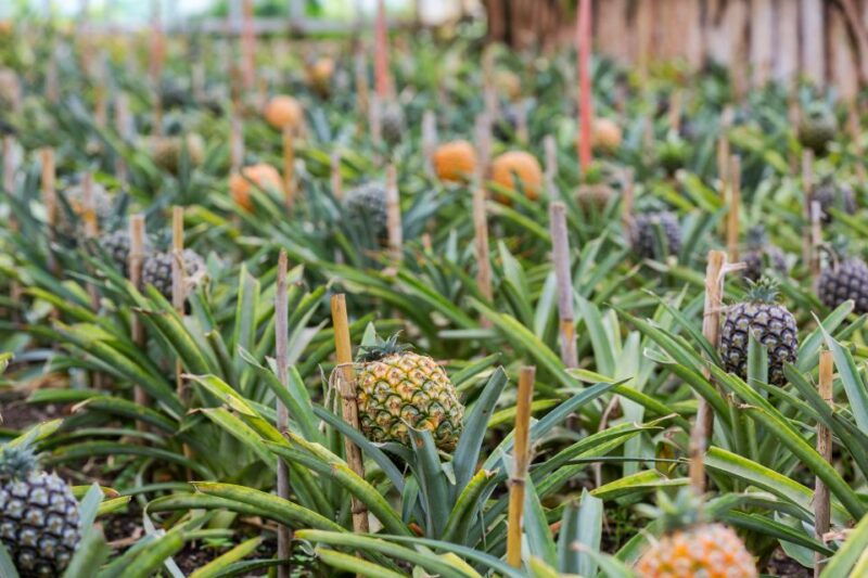 ponta-delgada-sete-cidades-lagoa-do-fogo-tour