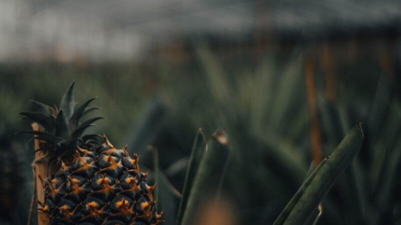 ponta-delgada-sete-cidades-volcano-blue-green-lake