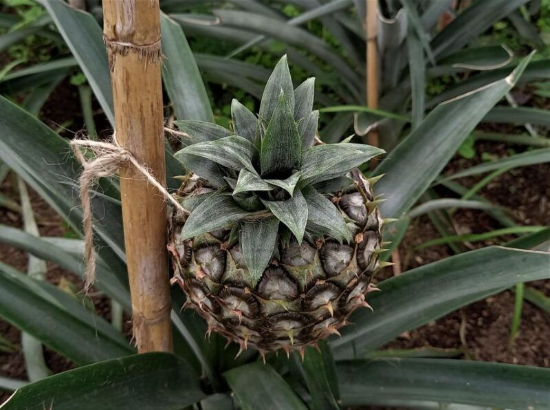 ponta-delgada-shore-excursion-sete-cidades-furnas-volcano