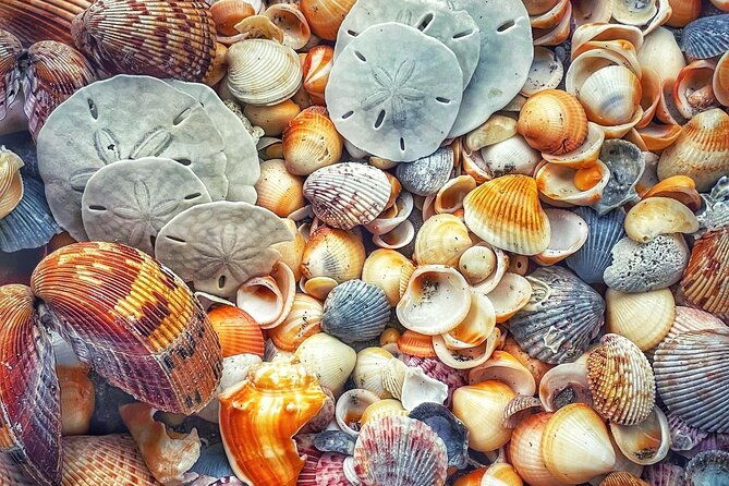 pontoon-sightseeing-and-shelling-excursion-to-keeywaydin-island