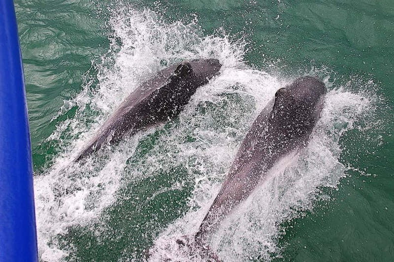 Poole: Jurassic Coast Circular Cruise - Onboard Comfort and Bar Options