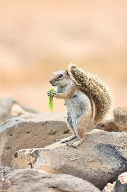 Popcorn Beach, Isla de Lobos y Dunas: ¡Popcorn Beach! - FAQ