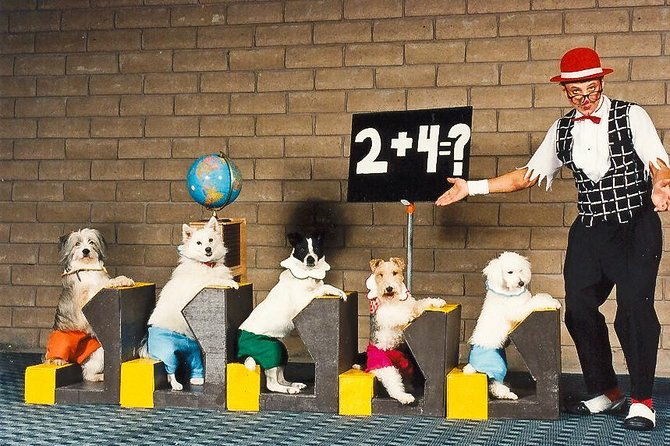 popovich-comedy-pet-theater-at-planet-hollywood-resort-and-casino