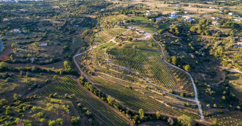 porches-algarve-vineyard-tour-and-wine-tasting-experience