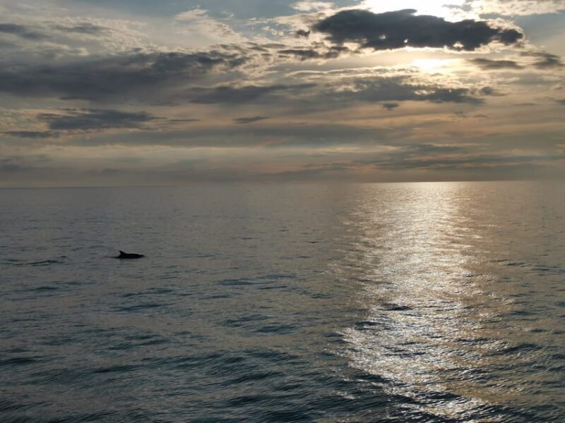 Pore: Sunset Dolphin Safari Cruise with Drinks - FAQs