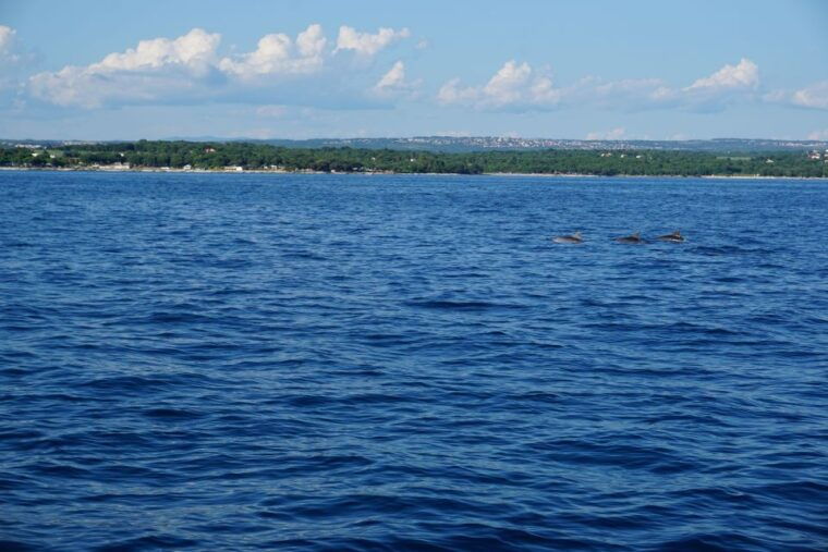 porec-dolphin-spotting-cruise-with-included-drinks