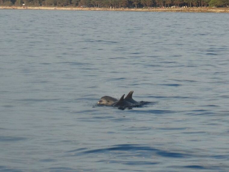 porec-dolphin-spotting-cruise-with-included-drinks