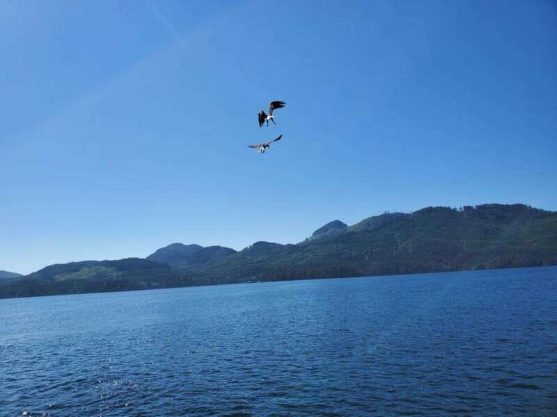 port-alice-sea-otter-and-wildlife-tour-6-hour-with-lunch