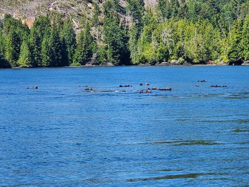 port-alice-sea-otter-and-wildlife-tour-6-hour-with-lunch