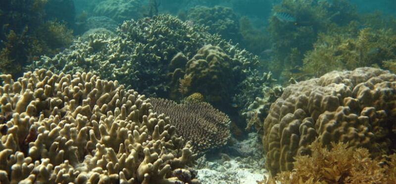 Port Barton: Island Hopping to Turtle Spot & Reef with Lunch - What’s Included and What to Consider