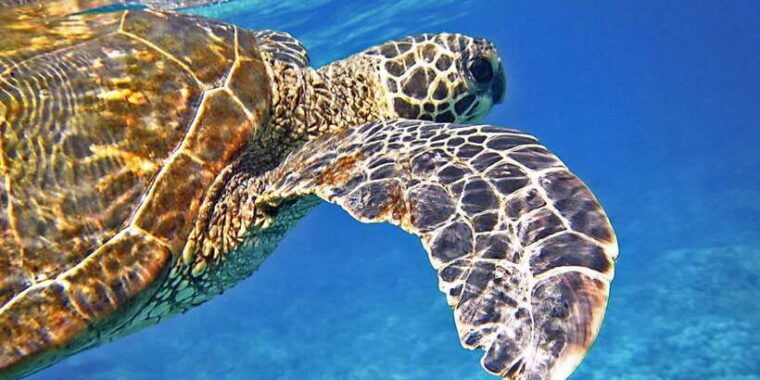 port-barton-island-hopping-to-turtle-spot-reef-with-lunch