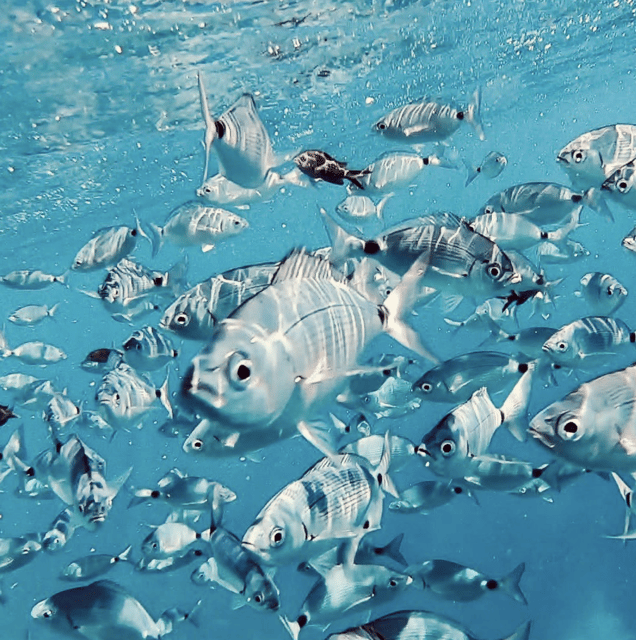 port-de-soller-snorkeling-tour-with-professional-guide