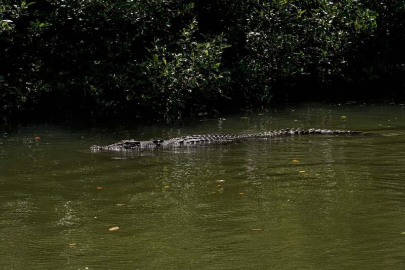 Port Douglas: Afternoon Daintree Tour w/ Wildlife Cruise - The Sum Up