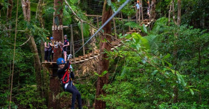 Port Douglas: Daintree National Park Tour, Cruise, & Zipline - Key Points