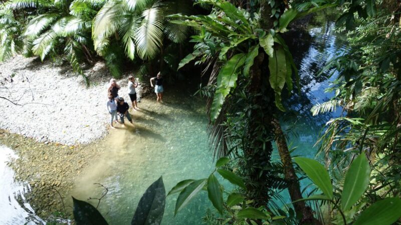 Port Douglas: Daintree Rainforest and Cape Tribulation Tour - Authentic Experiences & Reviews From Travelers