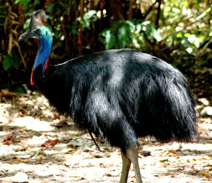 Port Douglas: Daintree Rainforest and Mossman Gorge Tour - Key Points