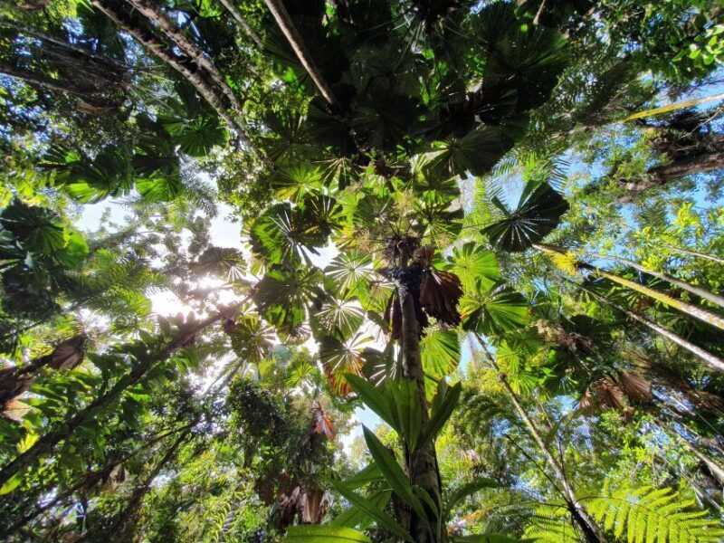 Port Douglas: Daintree Rainforest and Mossman Gorge Tour - The Sum Up