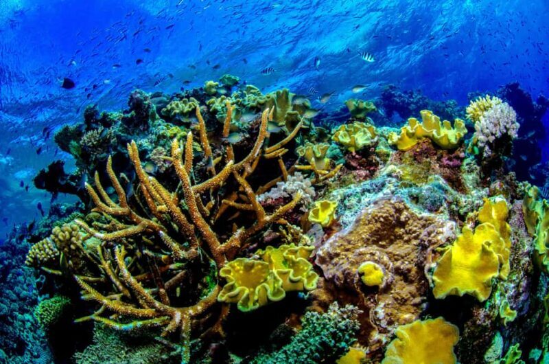 Port Douglas: Just 12 Passengers Guided Snorkel Reef Cruise - Discovering the Port Douglas Snorkel Cruise