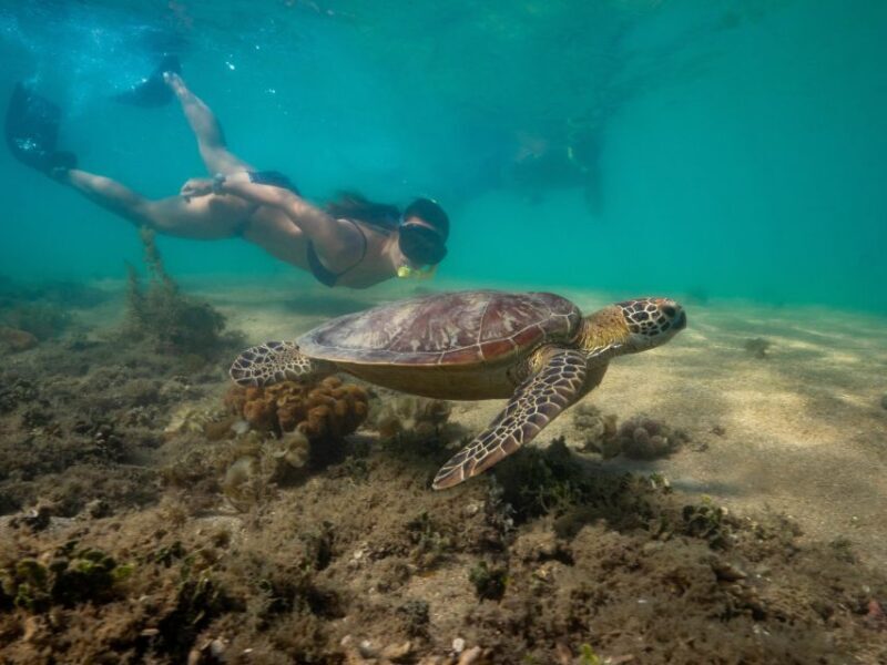 Port Douglas: Low Isles Glass Bottom Boat & Snorkeling Tour - Pricing and Value Analysis