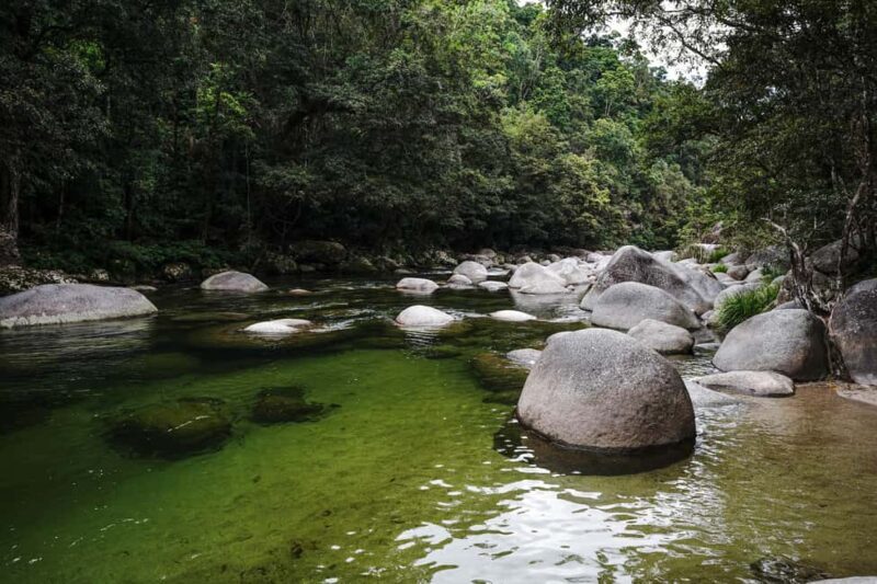 Port Douglas: Morning Daintree Tour w/ Wildlife Cruise - Exploring the Itinerary in Depth
