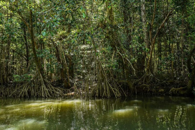 Port Douglas: Morning Daintree Tour w/ Wildlife Cruise - Additional Considerations