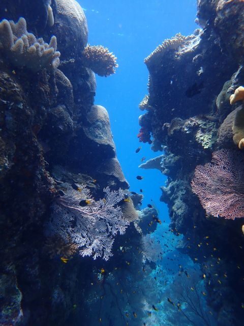 Port Douglas: Outer Great Barrier Reef Snorkeling Cruise - What Makes This Tour Stand Out