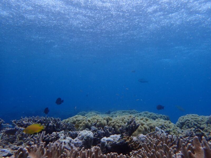 Port Douglas: Outer Great Barrier Reef Snorkeling Cruise - The Cost & Value