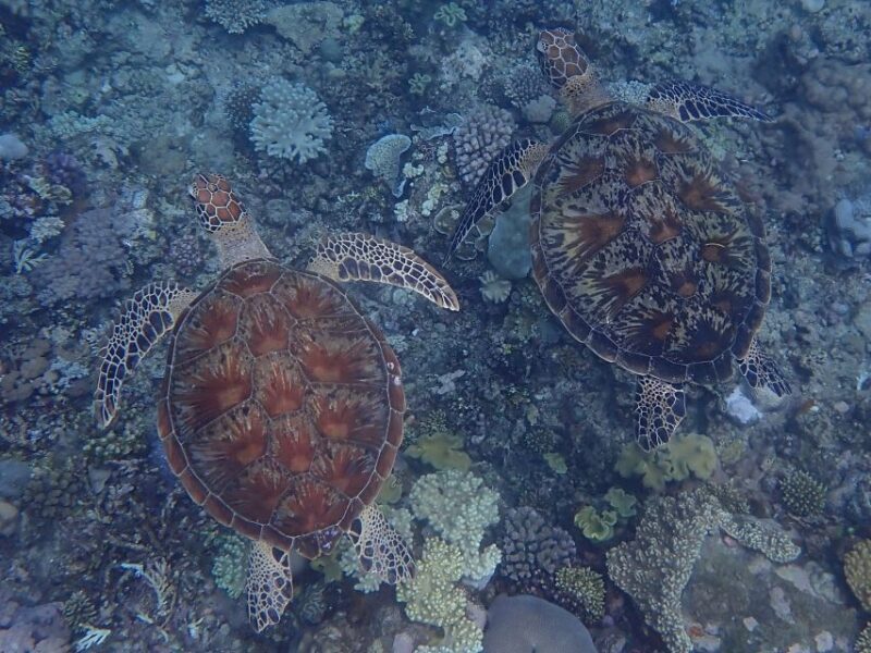 Port Douglas: Outer Great Barrier Reef Snorkeling Cruise - Who Should Consider This Tour?