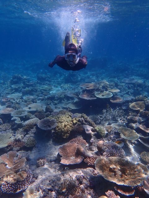 Port Douglas: Outer Great Barrier Reef Snorkeling Cruise - FAQ