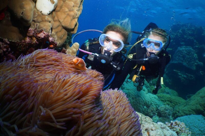 Port Douglas: Poseidon Outer Barrier Reef Dive and Snorkel - Key Points