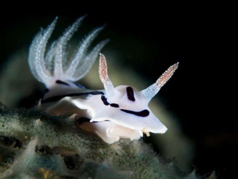 Port Douglas: Premium Outer Reef Dive Trip - Introduction: What Makes This Reef Trip Stand Out?