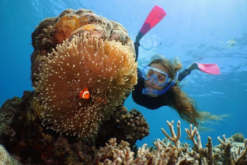 Port Douglas: Quicksilver Outer Barrier Reef Full-Day Cruise - Key Points  