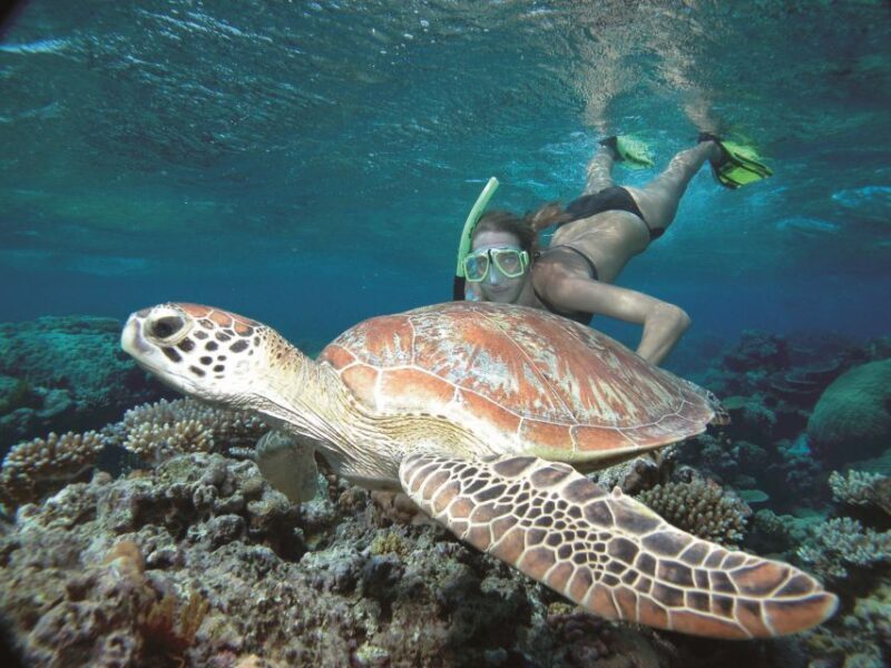 Port Douglas: Reef & Low Isles Cruise on Luxury Catamaran - FAQs