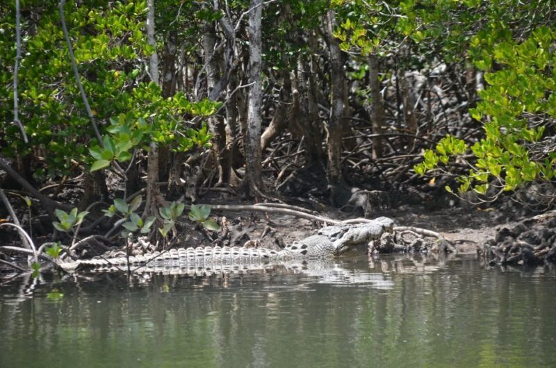 Port Douglas: River Cruise, Crocodile Spotting, Drink/ Snack - Wildlife Spotting in a Natural Setting