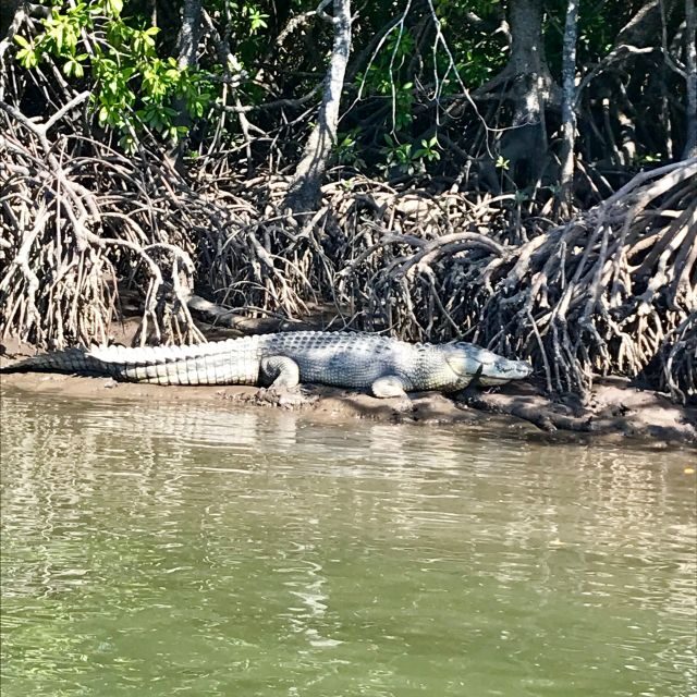 Port Douglas: River Cruise, Crocodile Spotting, Drink/ Snack - What Sets This Tour Apart