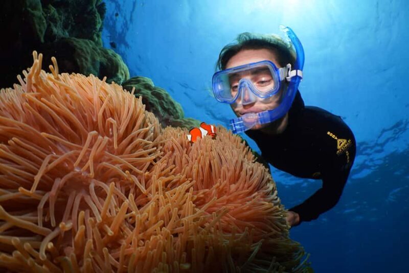 Port Douglas: Silversonic Great Barrier Reef Dive & Snorkel - An In-Depth Look at the Silversonic Experience