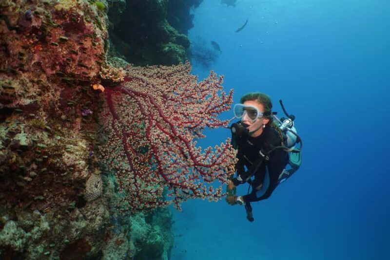 Port Douglas: Silversonic Great Barrier Reef Dive & Snorkel - Final Thoughts