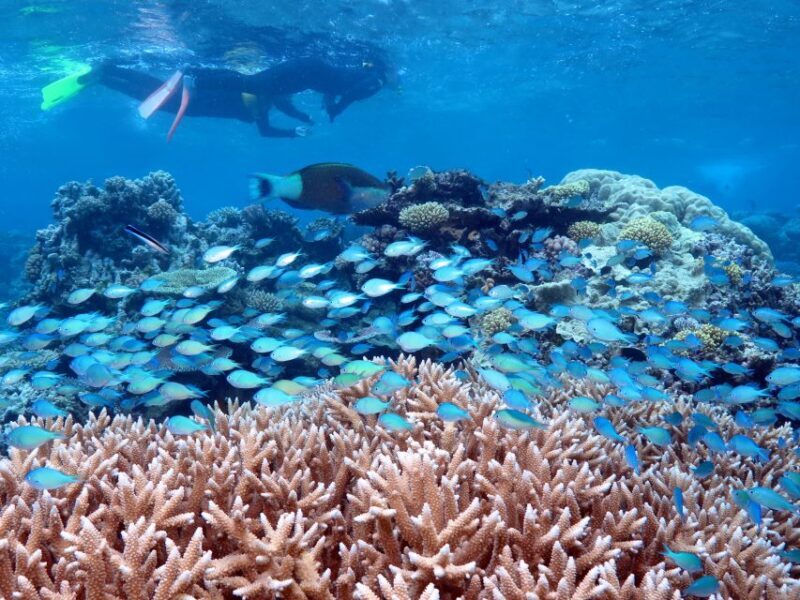 Port Douglas: Silversonic Great Barrier Reef Dive & Snorkel - Pricing & Value