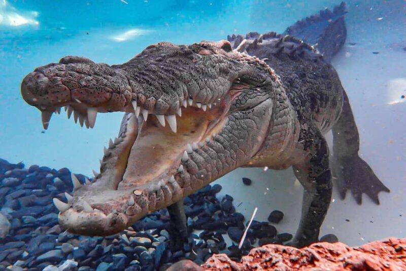 Port Douglas: Wildlife Habitat Entrance Ticket - Authentic Experiences from Visitors