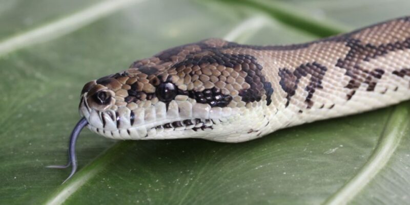 Port Douglas: Wildlife Habitat Entrance Ticket - Final Thoughts: Who Is This Experience Best For?
