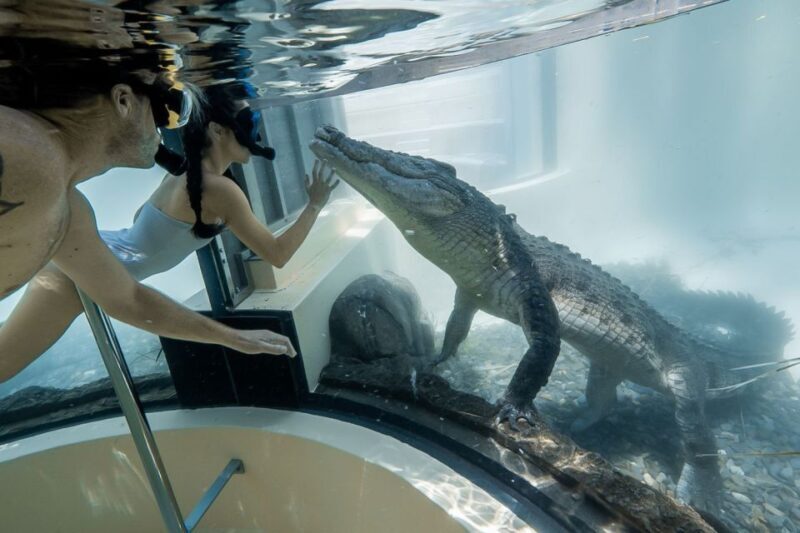 Port Douglas: Wildlife Habitat Swim with Crocodiles - An in-depth look at the experience