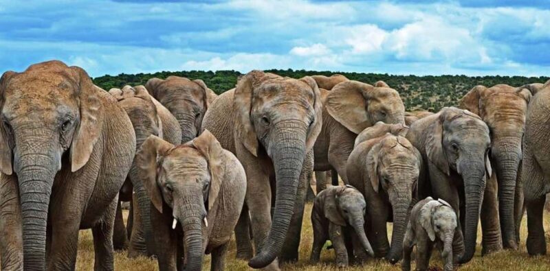 Port Elizabeth: 3-Day Addo Elephant National Park Safari - An In-Depth Look at the Safari Experience