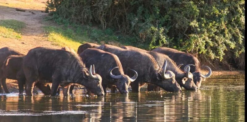 Port Elizabeth: 3-Day Addo Elephant National Park Safari - Who Will Love This Tour?