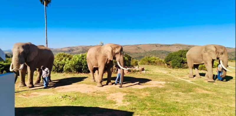 Port Elizabeth: 3-Day Addo Elephant National Park Safari - Final Thoughts